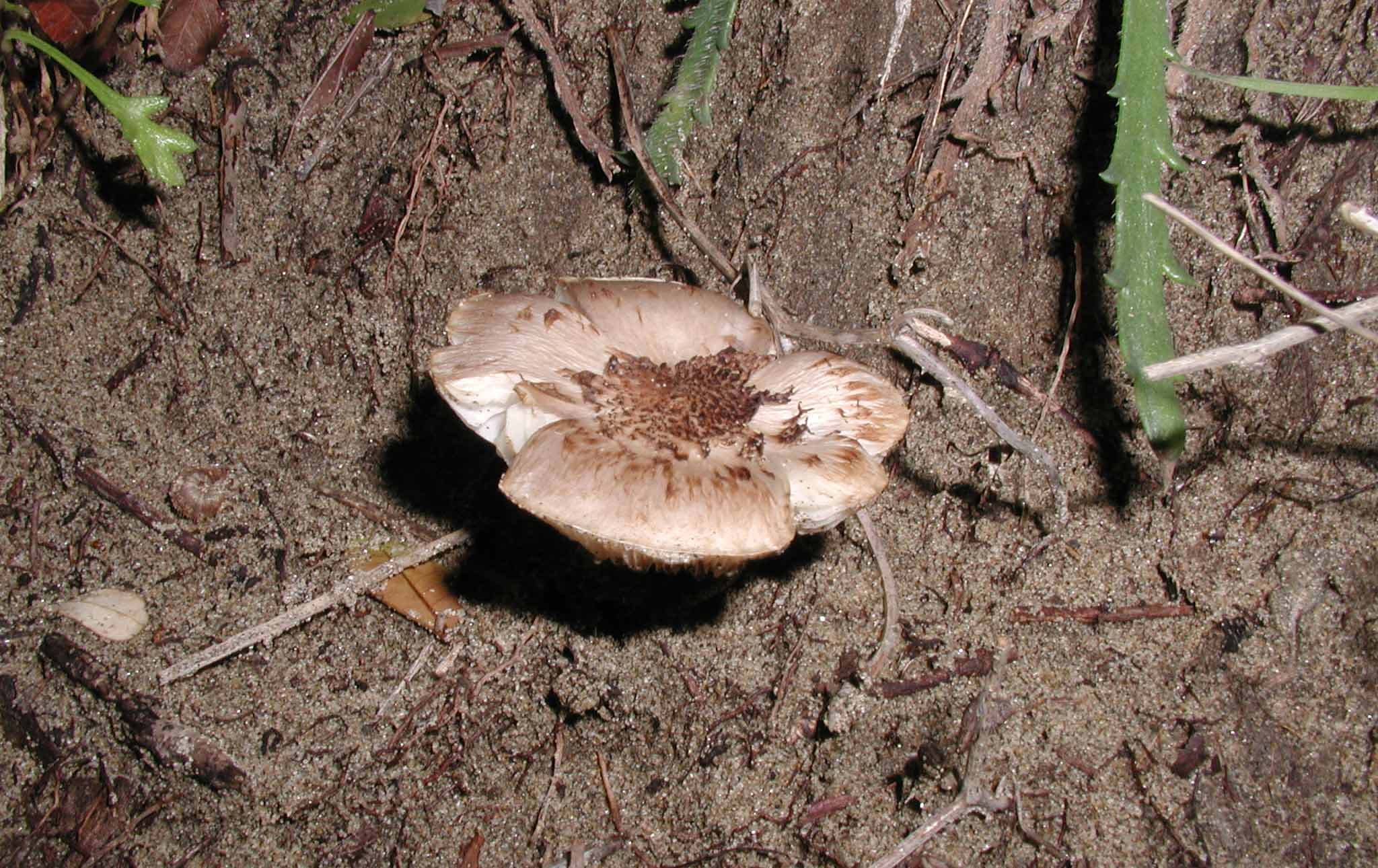 Aiuto per determinazione